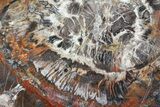 Unique, Polished Arizona Petrified Wood Slice with Fungus - #89334-1